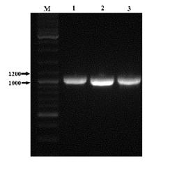 PARASITIC PHYTOPHTHORA-DERIVED OMEGA-3 FATTY ACID DESATURASE FOR SYNTHESIZING POLYUNSATURATED FATTY ACIDS, CARRIER CONTAINING FATTY ACID DESATURASE, RECOMBINANT MICROORGANISMS, AND APPLICATION THEREOF