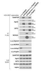 METHODS OF IDENTIFYING MODULATORS OF SAMTOR-GATOR1 INTERACTION AND USE OF SAME TO MODULATE mTORC1