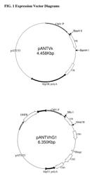 Human anti-PD-1, PD-L1, and PD-L2 antibodies and uses therefor