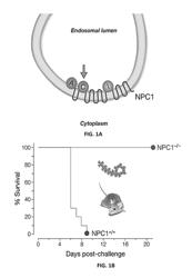 Bispecific antibodies and fusion proteins that bind to EBOV and NPC1