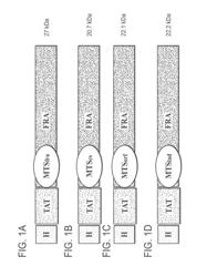 MITOCHONDRIAL PROTEINS CONSTRUCTS AND USES THEREOF