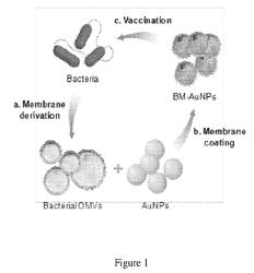 Modulating antibacterial immunity via bacterial membrane-coated nanoparticles