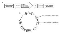 NON-INTEGRATING VIRAL DELIVERY SYSTEM AND METHODS RELATED THERETO