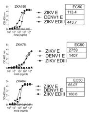 NOVEL ANTIBODIES SPECIFICALLY BINDING TO ZIKA VIRUS EPITOPES AND USES THEREOF