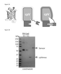 Biosensors that detect NAD+