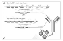 High-throughput immune sequencing