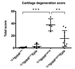 ANTAGONIST OF MINERALOCORTICOID RECEPTOR FOR THE TREATMENT OF OSTEOARTHRITIS