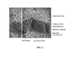 Engineered liver tissues, arrays thereof, and methods of making the same