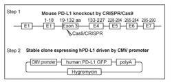 PD-1/PD-L1 INHIBITORS