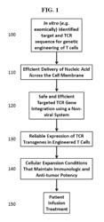 Modified cells and methods of therapy