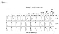 Human cytomegalovirus neutralizing antibodies and use thereof