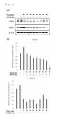 BIFUNCTIONAL PEPTIDE HAVING CAPABILITY TO REDUCE INFLAMMATION AND CAPABILITY TO FACILITATE DIFFERENTIATION OF STEM CELLS INTO CHONDROCYTES AND USE THEREOF