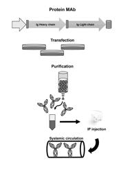 DNA ANTIBODY CONSTRUCTS FOR USE AGAINST EBOLA VIRUS