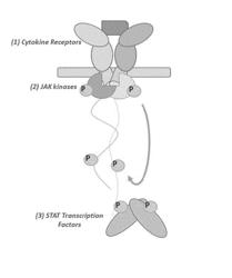 INDUCIBLE CHIMERIC CYTOKINE RECEPTORS