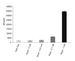 HOMEOSTATIC REGULATION OF L-DOPA BIOSYNTHESIS