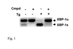 IRE-1ALPHA INHIBITORS