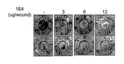 ANTI-C-MET ANTIBODIES AND USES THEREOF