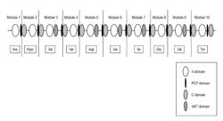 GENE INVOLVED IN SYNTHESIS OF CYCLIC PEPTIDE COMPOUND, METHOD FOR PRODUCING CYCLIC PEPTIDE COMPOUND USING THE SAME, AND TRANSFORMANT COMPRISING THE SAME