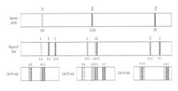 System and Method for Analyzing Network Performance Data