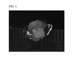 Haploid induction compositions and methods for use therefor