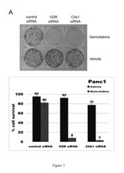 Combined inhibition of the vitamin D receptor and poly(ADP) ribose polymerase (PARP) in the treatment of cancer