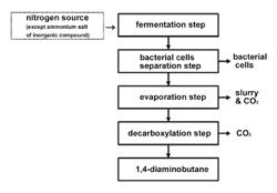 Method for purifying 1,4-diaminobutane