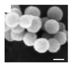 Highly aminated self-assembling functionalized mesoporous silica nanoparticles and method of synthesis
