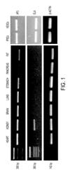 Methods for treating cardiovascular dysfunction and improving fluid homeostasis with Elabela peptide hormone