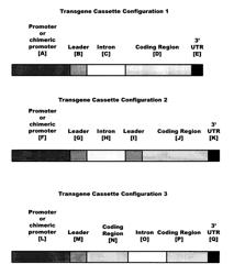 Plant regulatory elements derived from Medicago truncatula 3′UTR sequences, and uses thereof