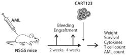 TREATMENT AND PREVENTION OF CYTOKINE RELEASE SYNDROME USING A CHIMERIC ANTIGEN RECEPTOR IN COMBINATION WITH A KINASE INHIBITOR