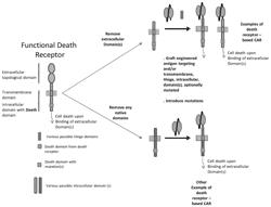 CELL DEATH INDUCING CHIMERIC ANTIGEN RECEPTORS