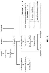 MICROORGANISMS FOR THE PRODUCTION OF INSECT PHEROMONES AND RELATED COMPOUNDS