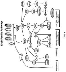 Drug selection for gastric cancer therapy using antibody-based arrays