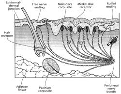 SYSTEMS AND METHODS FOR THE TREATMENT OF PAIN THROUGH NEURAL FIBER STIMULATION