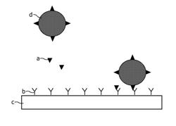 Detection of target molecules in a sample by using a magnetic field