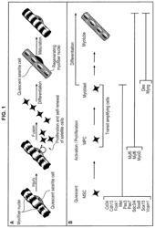 5-hydroxytryptamine 1B receptor-stimulating agent for use as a promoter of satellite cells self-renewal and/or differentiation