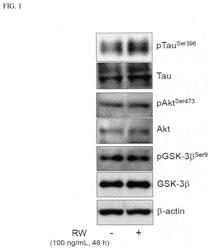 TAU PROTEIN PRODUCTION ACCELERATOR, AND THERAPEUTIC OR PREVENTIVE AGENT AND THERAPEUTIC OR PREVENTIVE FOOD COMPOSITION FOR DISEASES CAUSED BY TAU PROTEIN DEFICIENCY