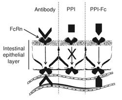 Methods and pharmaceutical compositions for inducing immune tolerance by mucosal vaccination with Fc-coupled antigens