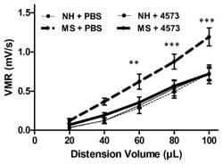 FAECALIBACTERIUM PRAUSNITZII STRAINS FOR TREATING AND PREVENTING GASTROINTESTINAL PAIN