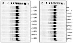 MODIFIED CRISPR RNA AND USES THEREOF