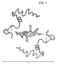 Blockade of inflammatory proteases with cyclic peptides