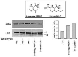 COMPOSITIONS USEFUL IN THERAPY OF AUTOPHAGY-RELATED PATHOLOGIES, AND METHODS OF MAKING AND USING THE SAME