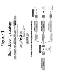 Compositions and methods for modulating Ataxin 3 expression