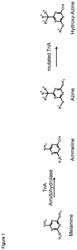 Plants having increased tolerance to herbicides