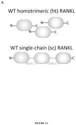 Oligomers for TNF superfamily inhibition, methods of making and using