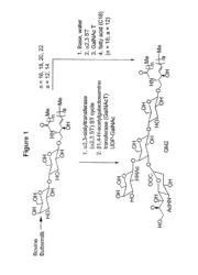 Glycolipids as treatment for disease