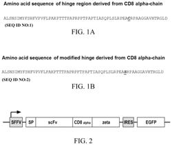 Chimeric antigen receptors with an optimized hinge region