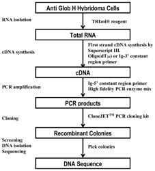 HUMANIZED ANTIBODIES AGAINST GLOBO H AND USES THEREOF IN CANCER TREATMENTS