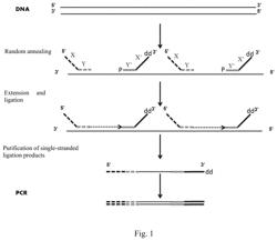 Primer for nucleic acid random fragmentation and nucleic acid random fragmentation method