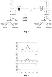 Process for producing at least one metabolite of interest by conversion of a pentose in a microorganism